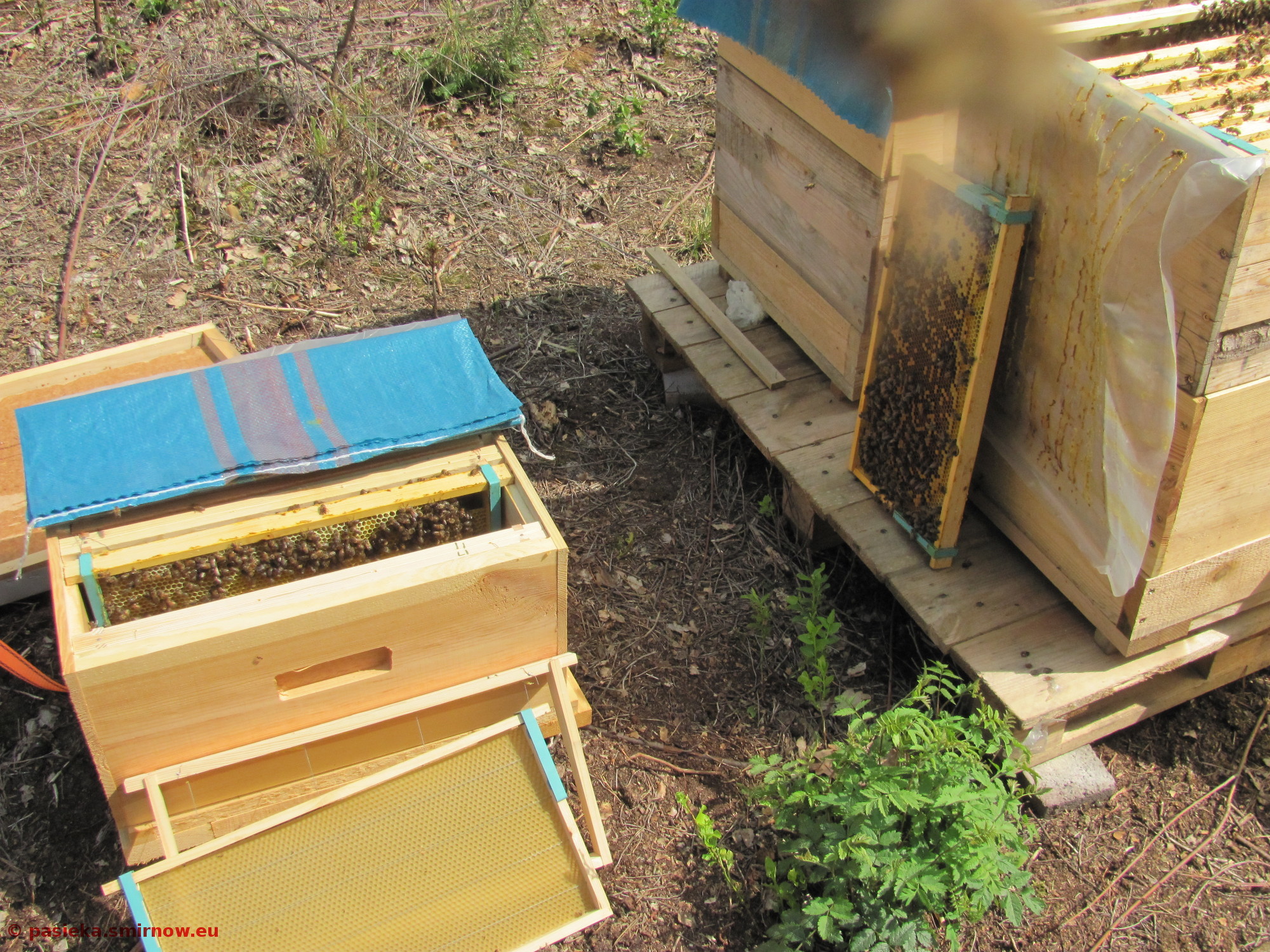 Ramka i pszczoła w odkładzie