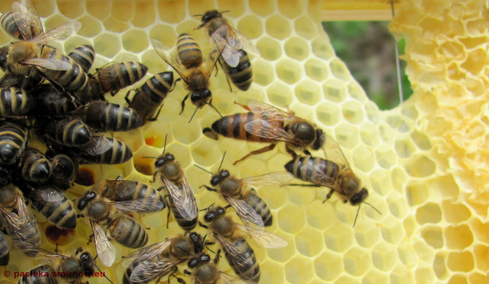 Takie matki pszczoły hodują sobie same