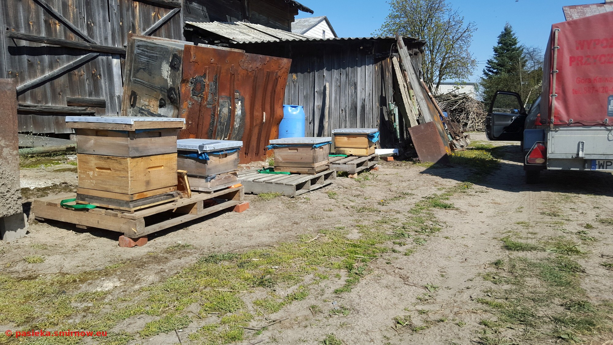 Pszczoły za stodołą