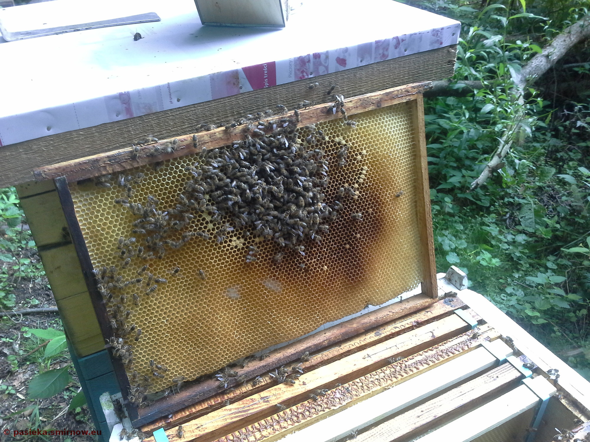 Głodne pszczoły w lipcu