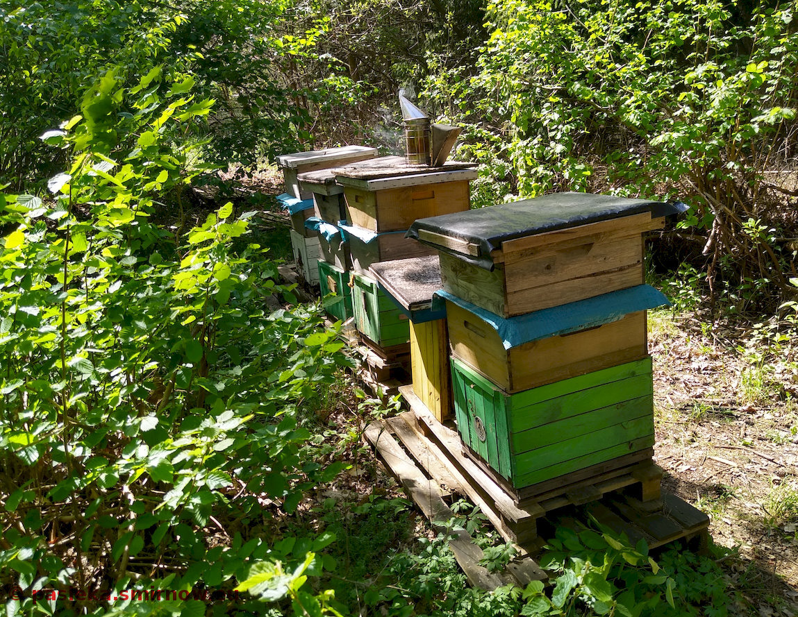 DOB pszczołom służy