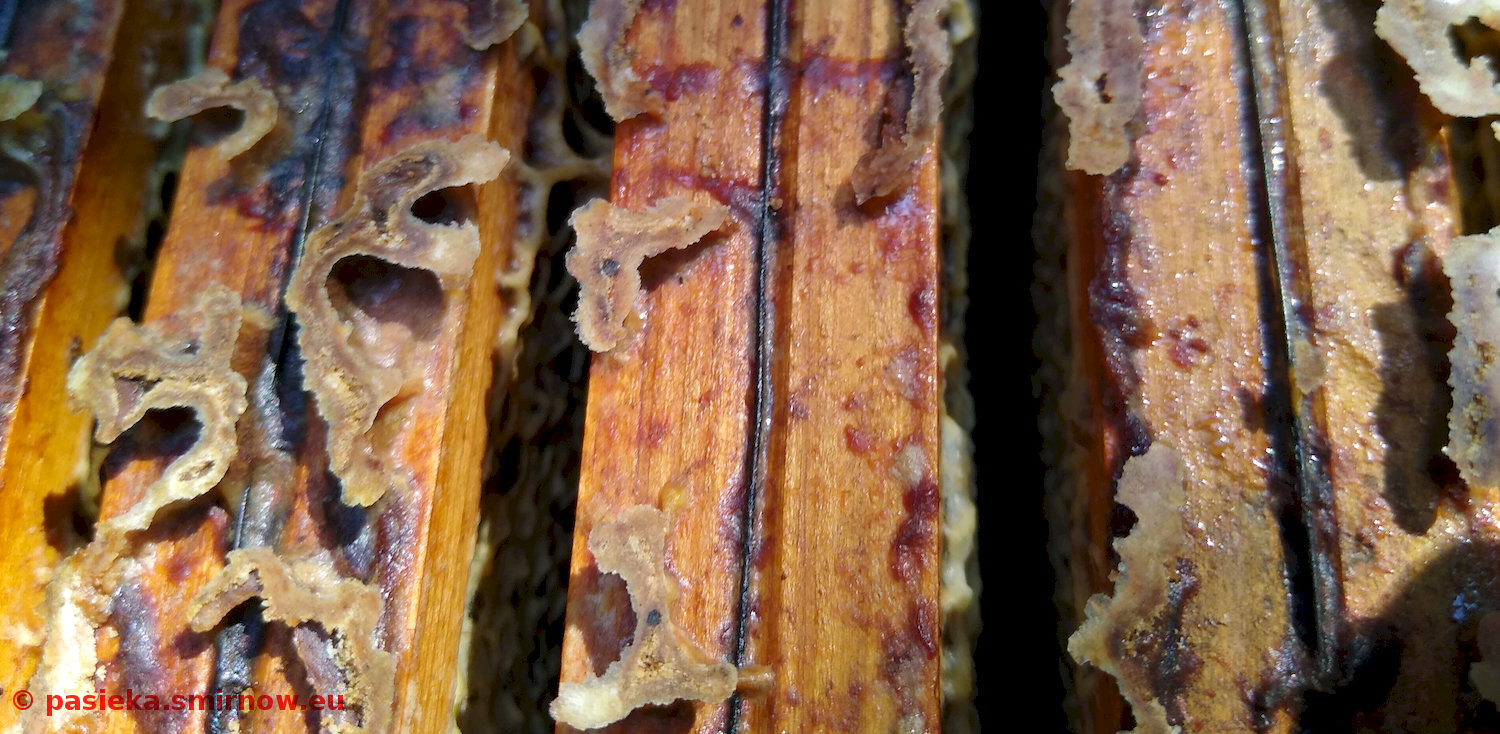 DOB - tu też mają miód