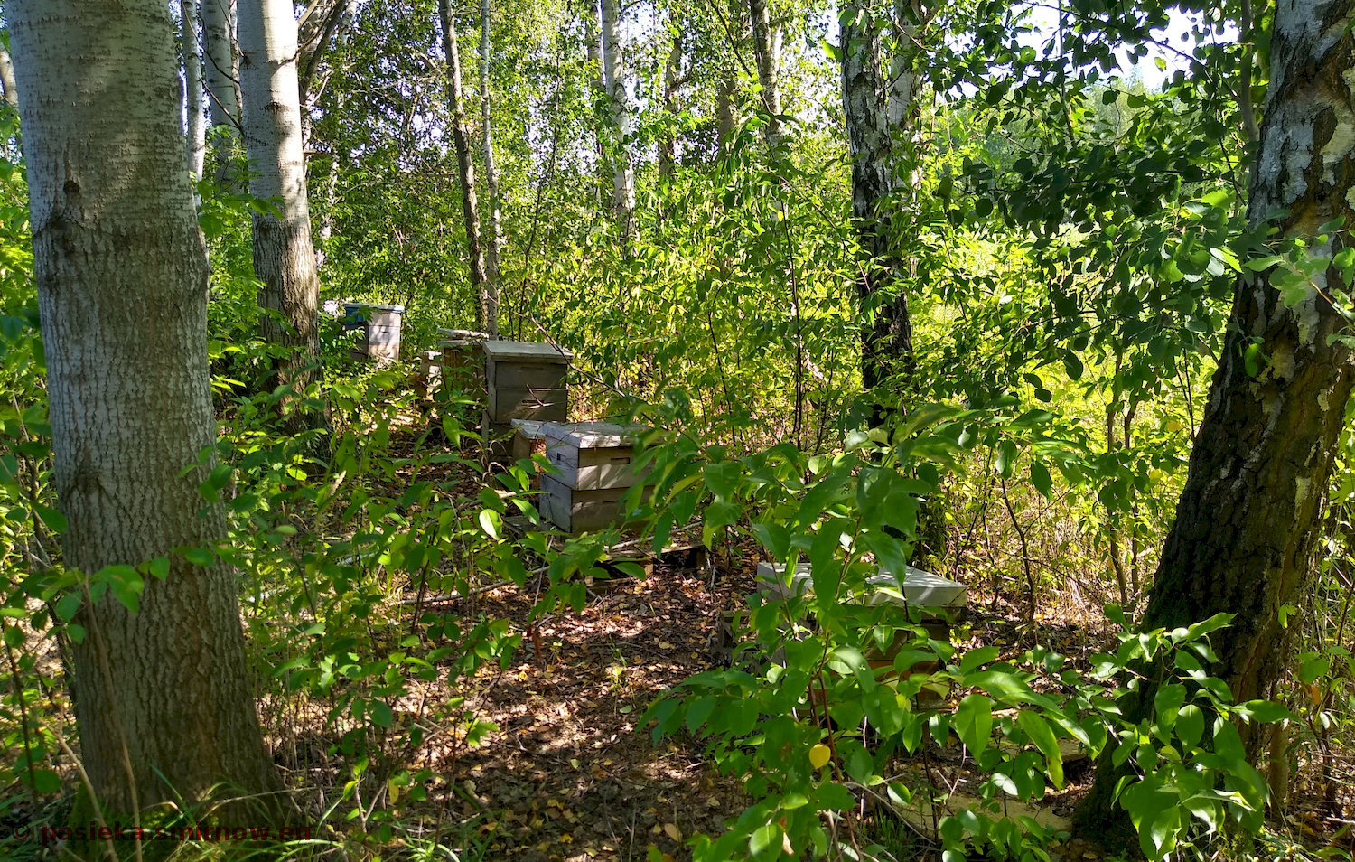 ROB - zarośnięta pasieka