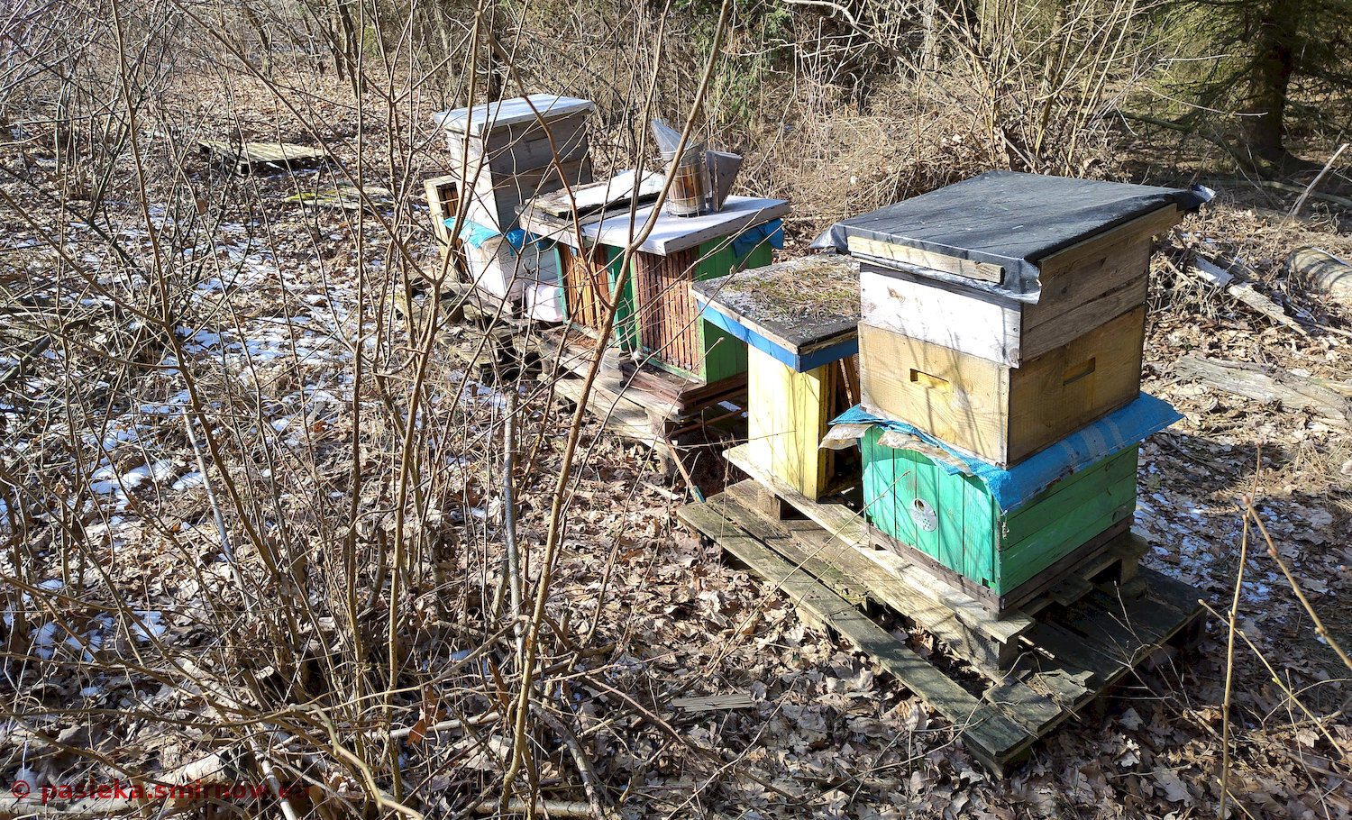 ROB - pasieka luty 20255