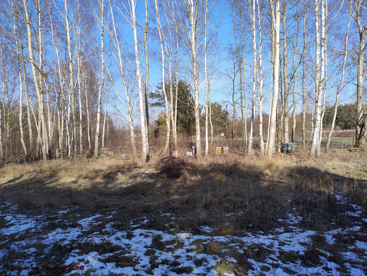 ROB - pasieka luty 20255