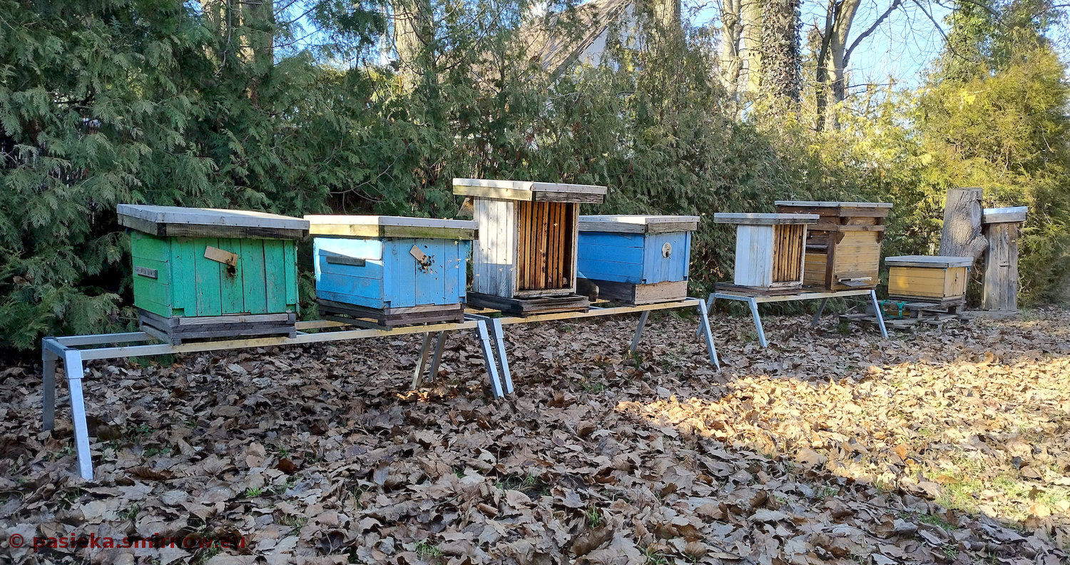 DOM - pasieka pocz. marca 2025, pierwszy oblot