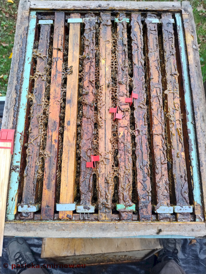 Paski w ulach podane